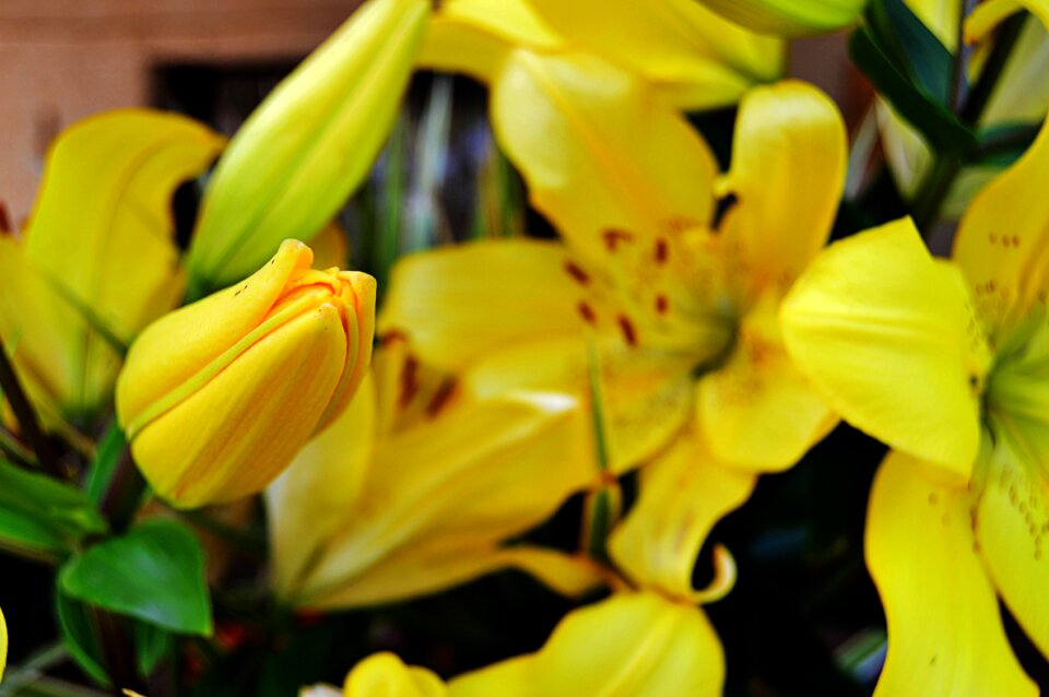 Yellow flower yellow petals yellow