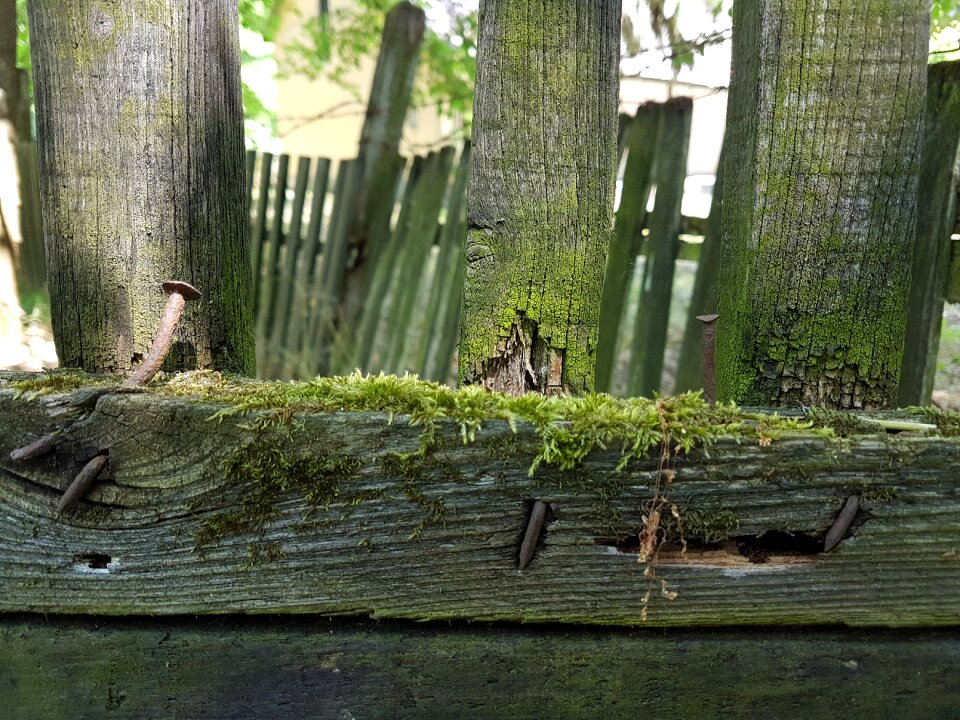 Nature green bush