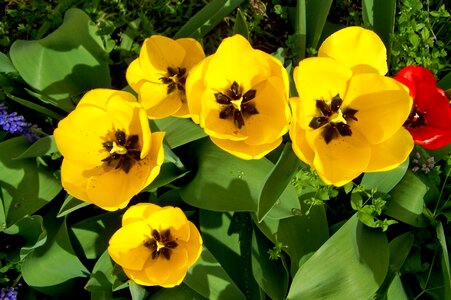 Yellow flowers spring flower flower garden photo