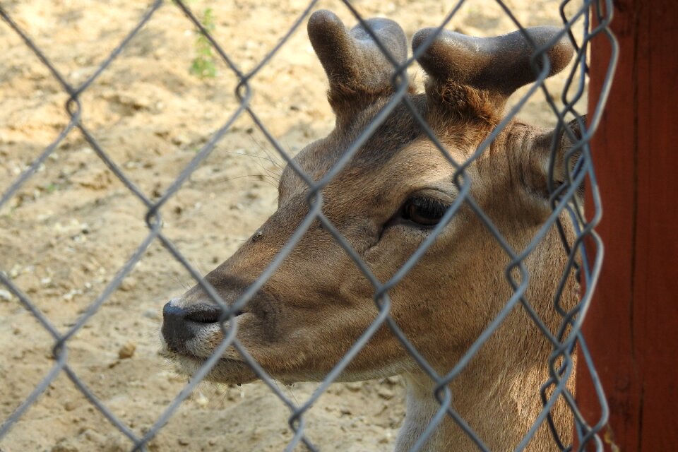 Animal animals cervidae