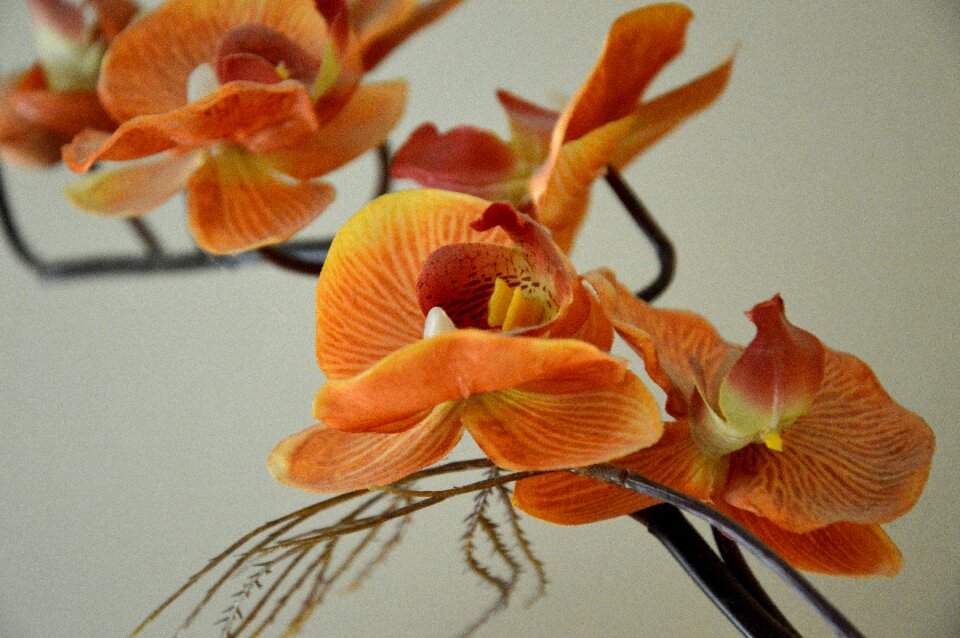 Blossom bloom phalaenopsis