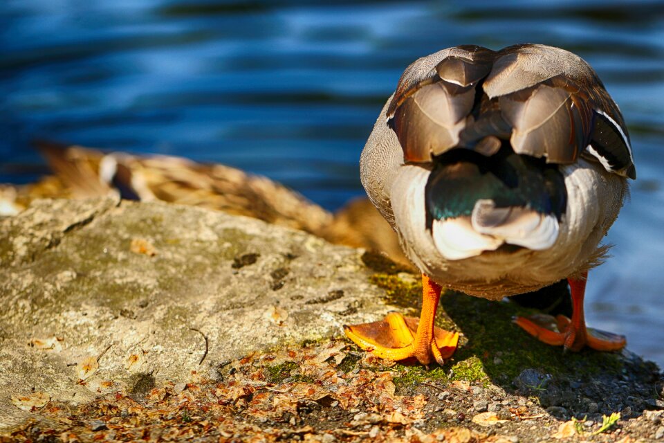 Bird water wild