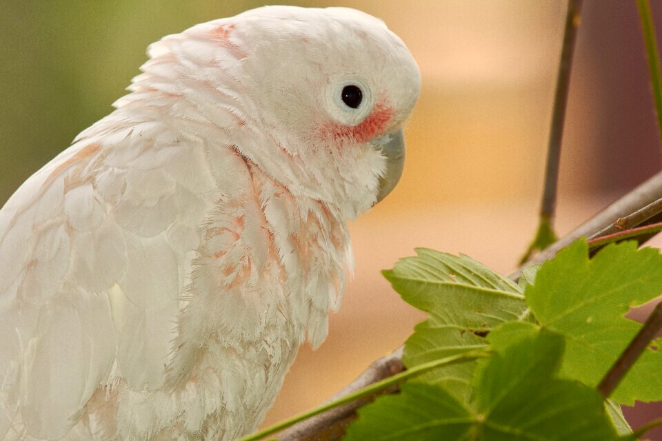 Colorful plumage parrots