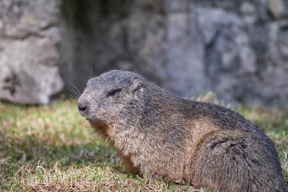 Rodent cute mammal