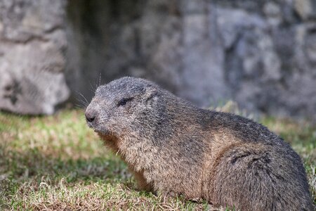 Rodent cute mammal photo