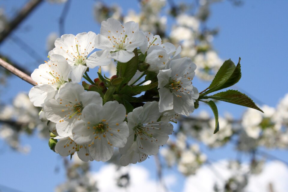 White photography pom