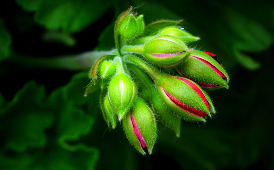 Bud nature ornamental plants