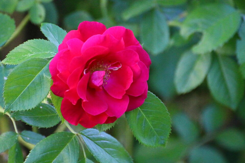 Flower blossom bloom