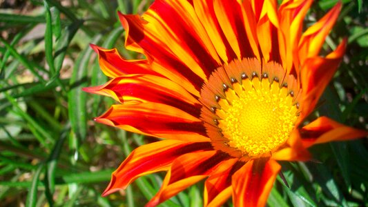Sunflower nepal