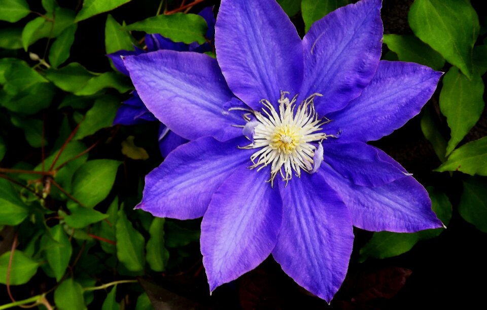 Garden nature spring