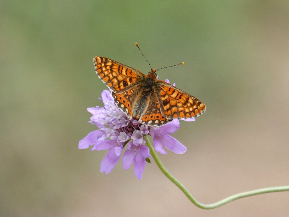 Orange butterfly libar wild flower