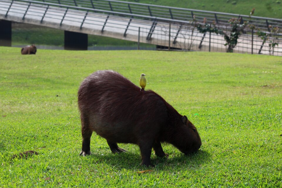 Tropical exotic capybara