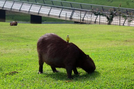 Tropical exotic capybara photo