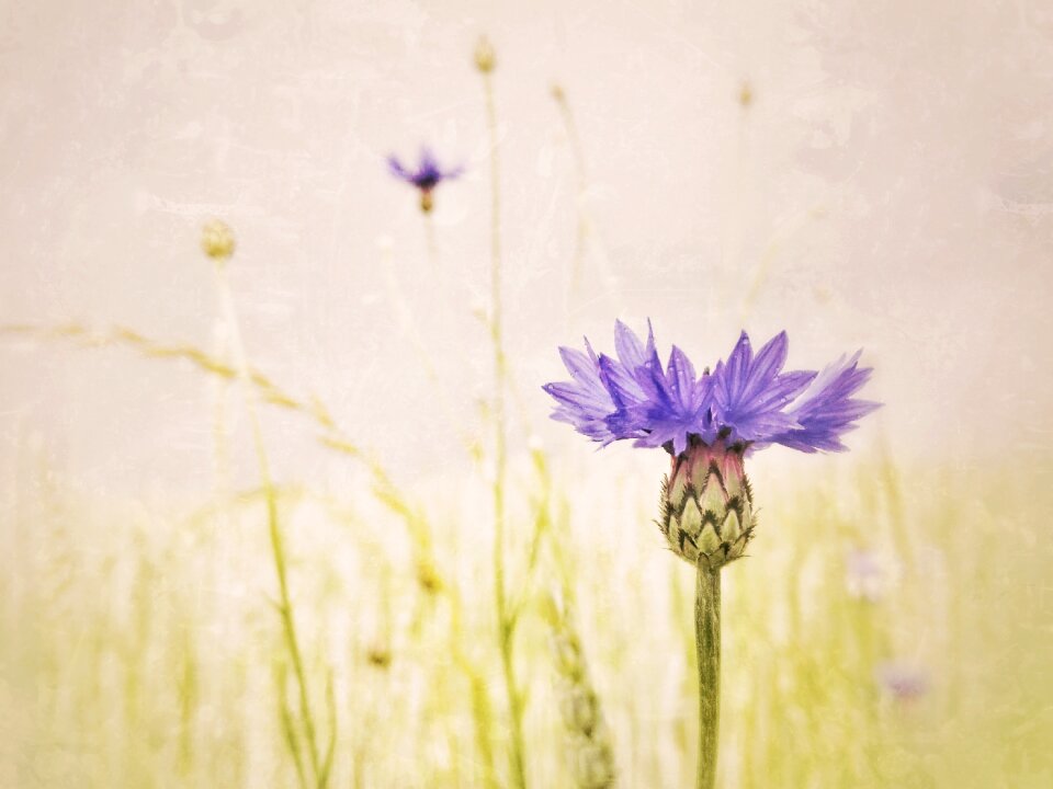 Flower bloom blossom