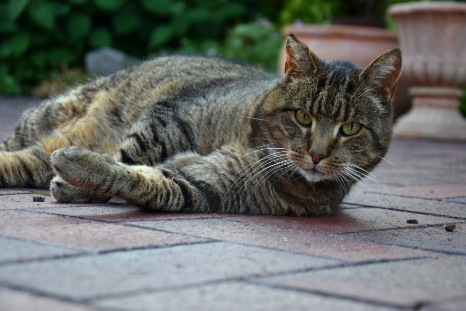 Pet cat is domestic cat