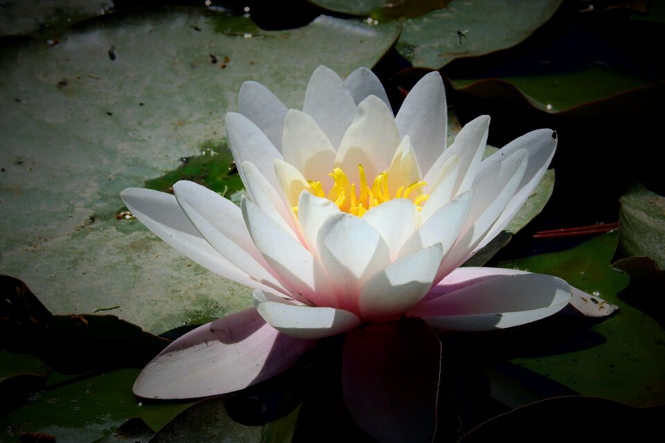 Water lily nature flower water