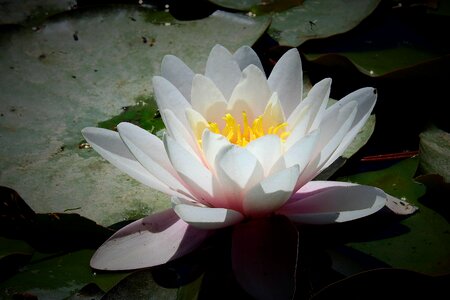 Water lily nature flower water