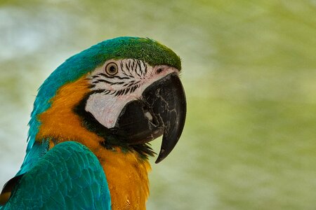Colorful plumage parrots