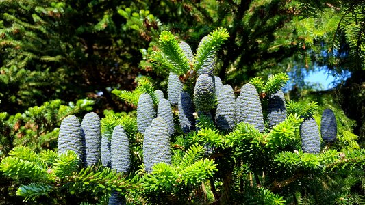 Fir tree evergreen in the free