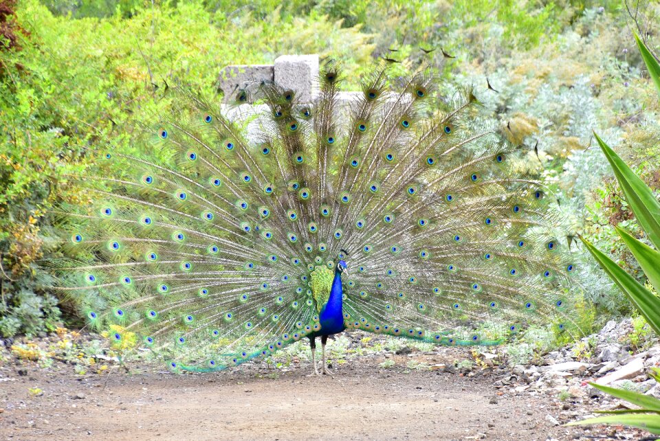 Feathers royal colorful