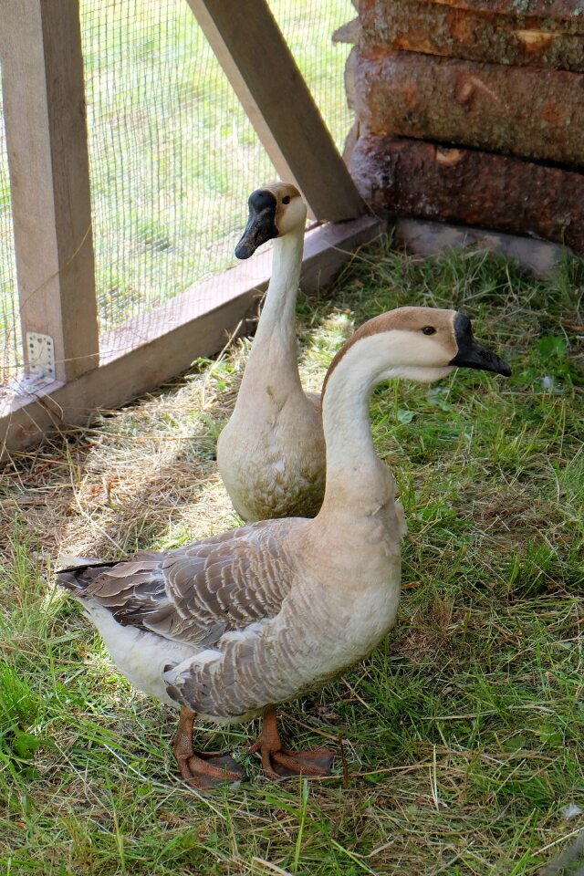 Poultry feathered race village photo