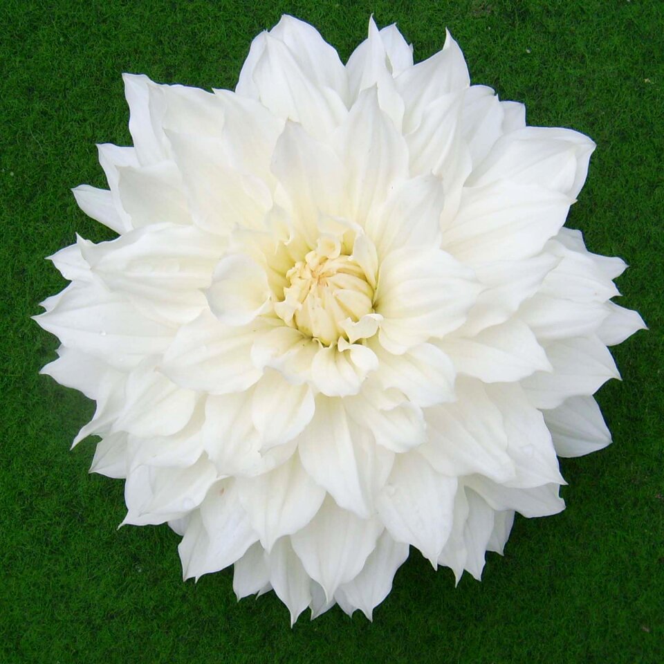 Beautiful flower nature flower of course