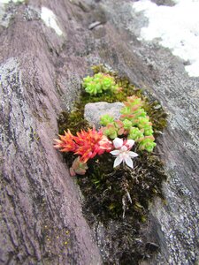 Houseleek succulent ireland photo