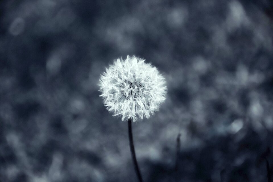 Flower fluffy light