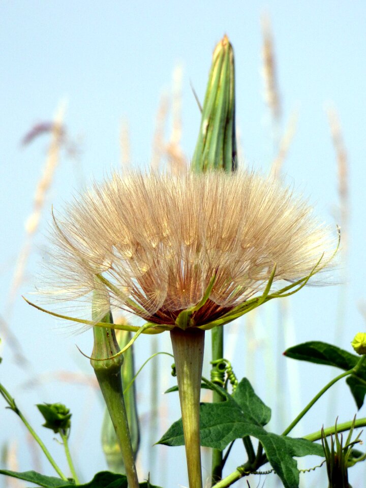 Rod nature field