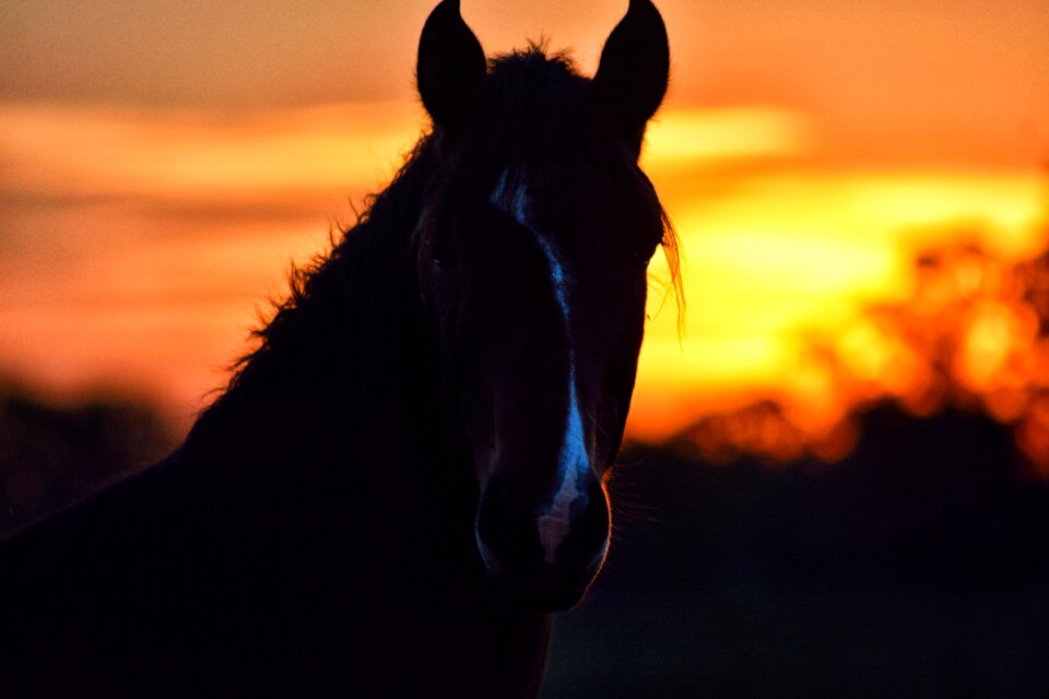 Animal nature horse looks photo