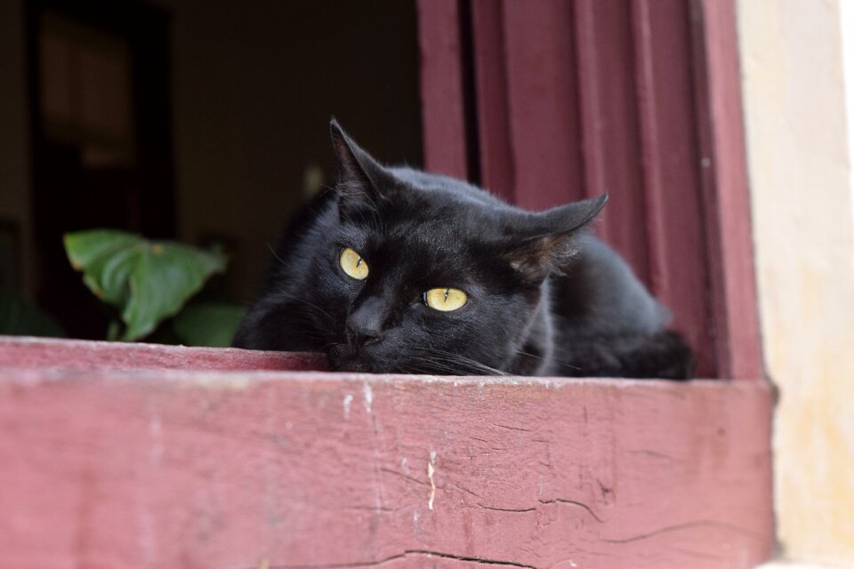 Animal feline kitten