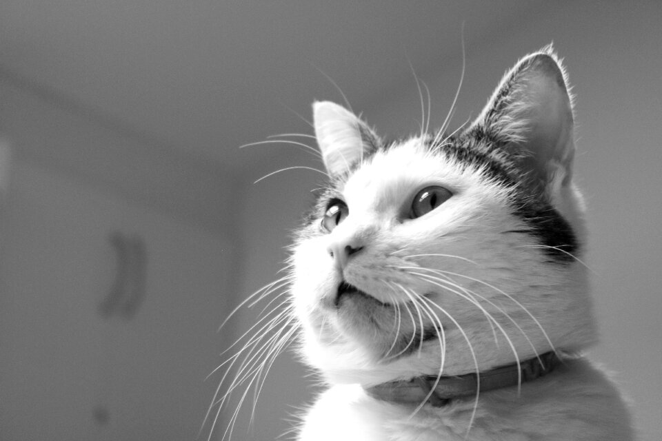 Animal feline sweet