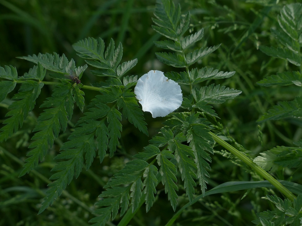 White lonely alone