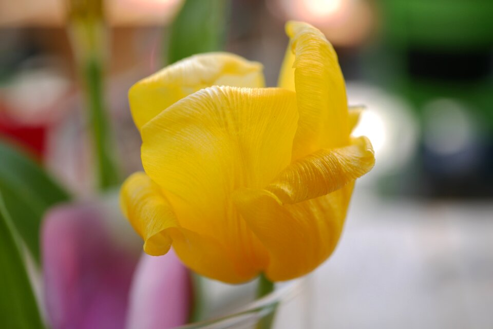 Close up yellow flower beautiful flower