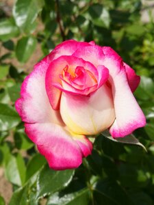 Summer macro pink roses photo