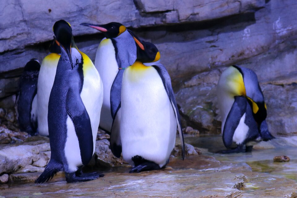 Animal world waters nature