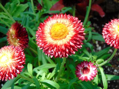 Aster petal nature