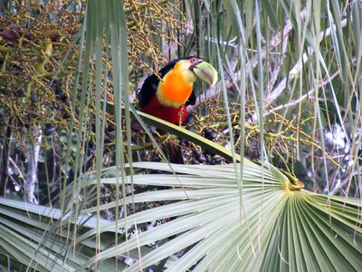 Bird brazil zoo