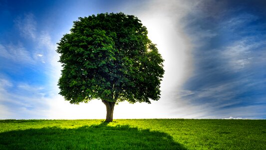 Sky lone tree mood photo