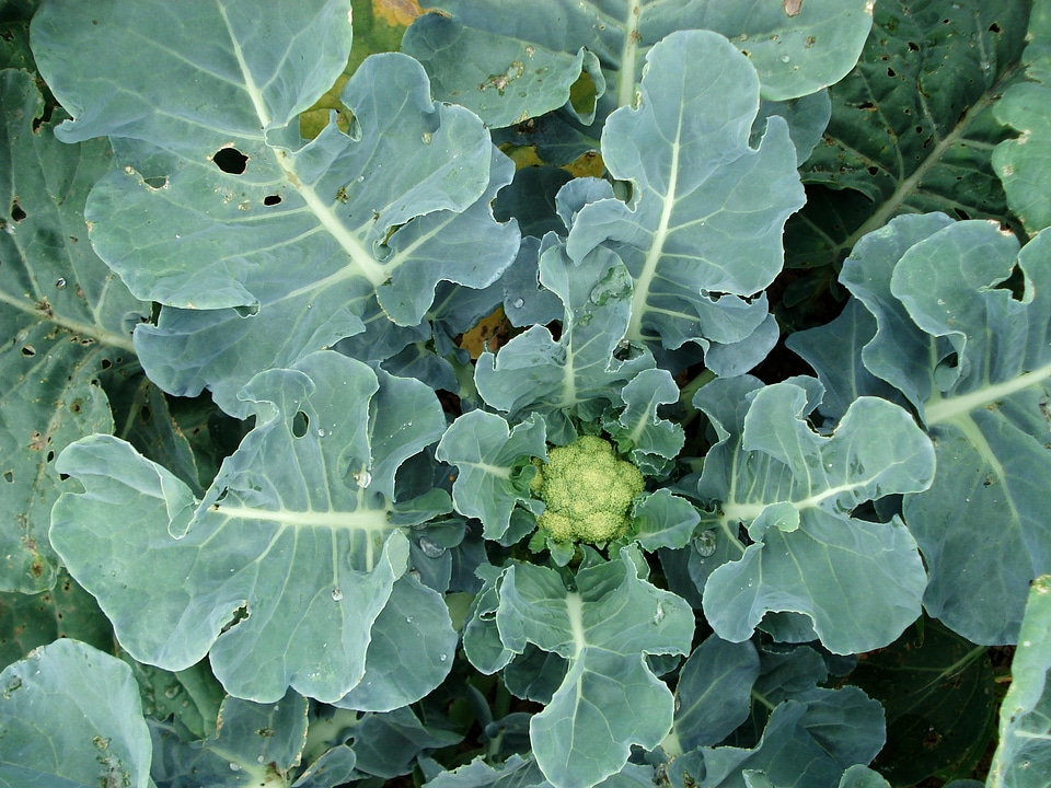 Cauliflower plant vegetable