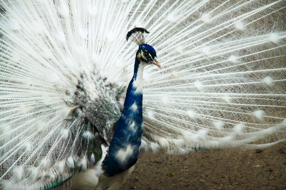 Peacock's tail feathers tail