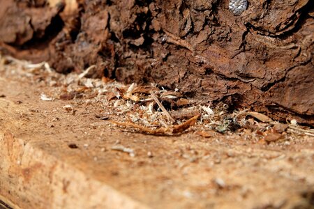 Splint the slivers wood texture