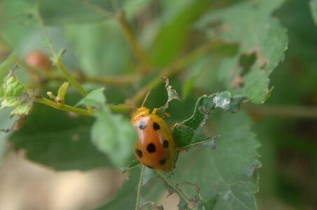 Ladybug red color makro photo