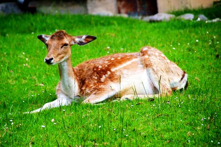 Nature wildlife mammal