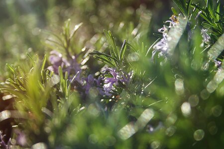 Wild flowers macro nature