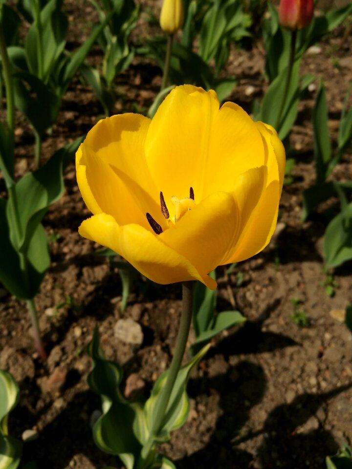 Spring flowers handsomely nature