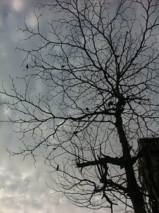Branch forest woods