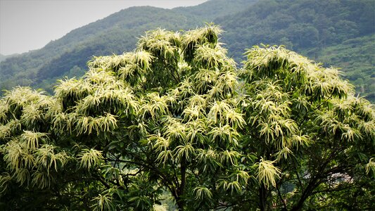Night flower chestnut flower fragrance nature