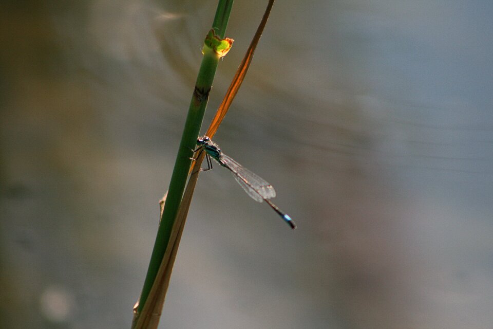 Water lake insect