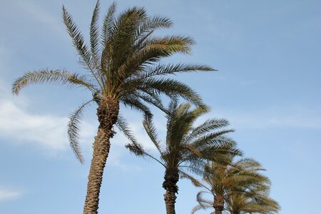 Sea beach palm tree photo